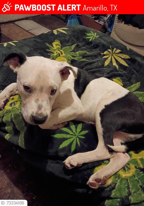 Lost Male Dog last seen 9th St, Amarillo, TX 79107