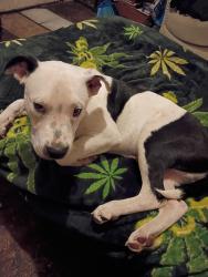 Lost Male Dog last seen 9th St, Amarillo, TX 79107