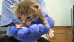 Shelter Stray Male Cat last seen CHARLOTTE, 8315 Byrum Dr, Charlotte, NC 28217, USA
