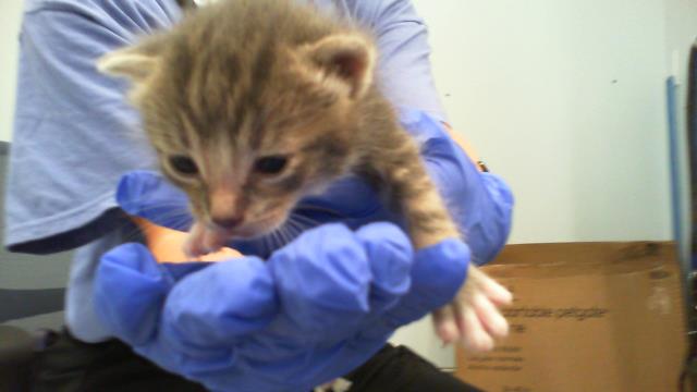 Shelter Stray Male Cat last seen CHARLOTTE, 8315 Byrum Dr, Charlotte, NC 28217, USA