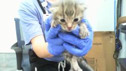 Shelter Stray Male Cat last seen CHARLOTTE, 8315 Byrum Dr, Charlotte, NC 28217, USA