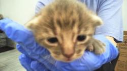 Shelter Stray Male Cat last seen CHARLOTTE, 8315 Byrum Dr, Charlotte, NC 28217, USA