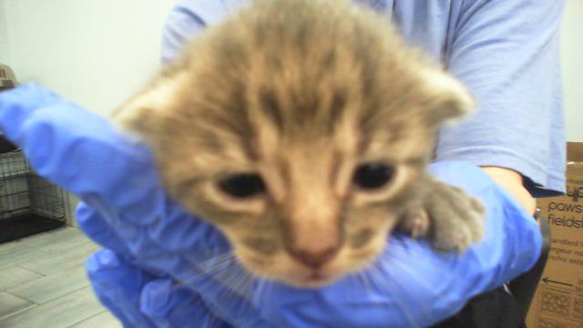 Shelter Stray Male Cat last seen CHARLOTTE, 8315 Byrum Dr, Charlotte, NC 28217, USA