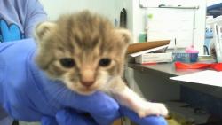 Shelter Stray Female Cat last seen CHARLOTTE, 8315 Byrum Dr, Charlotte, NC 28217, USA