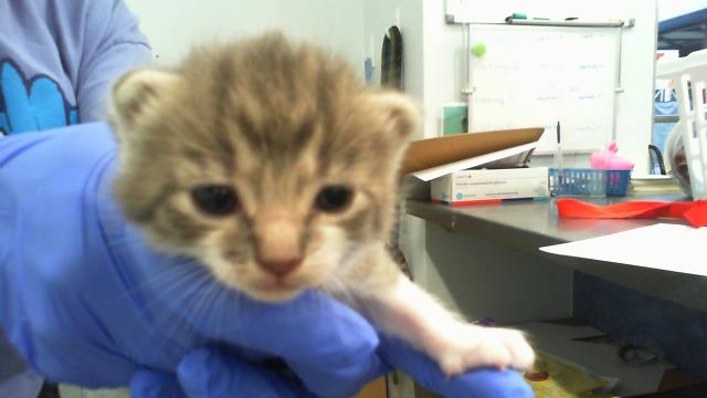 Shelter Stray Female Cat last seen CHARLOTTE, 8315 Byrum Dr, Charlotte, NC 28217, USA