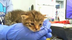 Shelter Stray Female Cat last seen CHARLOTTE, 8315 Byrum Dr, Charlotte, NC 28217, USA