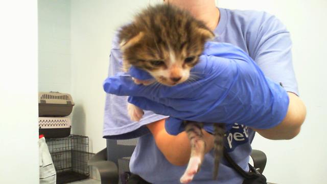 Shelter Stray Male Cat last seen CHARLOTTE, 8315 Byrum Dr, Charlotte, NC 28217, USA
