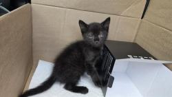 Shelter Stray Male Cat last seen CHARLOTTE, 8315 Byrum Dr, Charlotte, NC 28217, USA