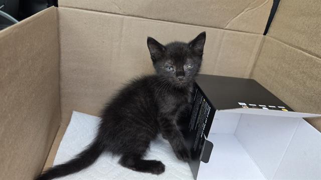 Shelter Stray Male Cat last seen CHARLOTTE, 8315 Byrum Dr, Charlotte, NC 28217, USA