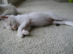 Shelter Stray Male Cat last seen CASSINI WAY/WESTCHESTER WAY, 95621, 3839 Bradshaw Rd, Sacramento, CA 95827, USA