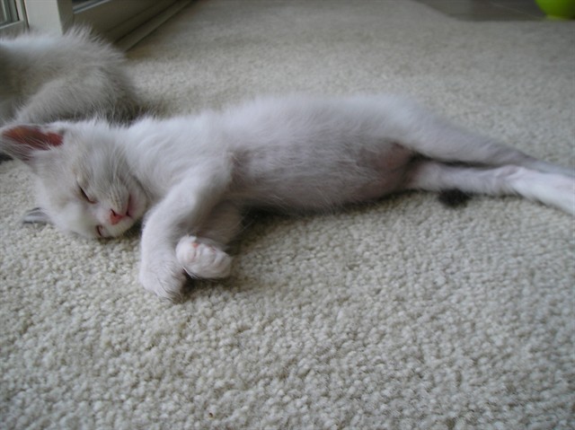 Shelter Stray Male Cat last seen CASSINI WAY/WESTCHESTER WAY, 95621, 3839 Bradshaw Rd, Sacramento, CA 95827, USA