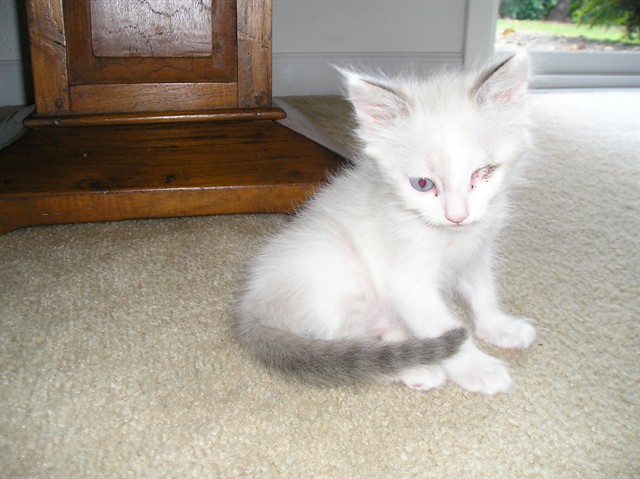Shelter Stray Male Cat last seen CASSINI WAY/WESTCHESTER WAY, 95621, 3839 Bradshaw Rd, Sacramento, CA 95827, USA