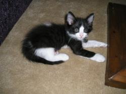 Shelter Stray Male Cat last seen CASSINI WAY/WESTCHESTER WAY, 95621, 3839 Bradshaw Rd, Sacramento, CA 95827, USA