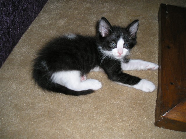 Shelter Stray Male Cat last seen CASSINI WAY/WESTCHESTER WAY, 95621, 3839 Bradshaw Rd, Sacramento, CA 95827, USA