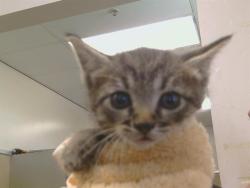 Shelter Stray Female Cat last seen WINDMILL WAY/HACKBERRY LN, 95608, 3839 Bradshaw Rd, Sacramento, CA 95827, USA