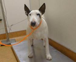Shelter Stray Female Dog last seen SISIYOU AV X INYO AV 95820, 3839 Bradshaw Rd, Sacramento, CA 95827, USA