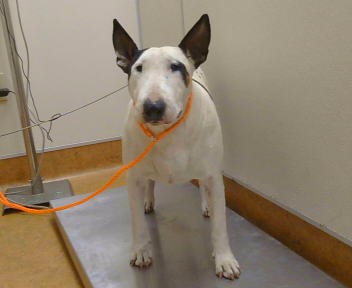Shelter Stray Female Dog last seen SISIYOU AV X INYO AV 95820, 3839 Bradshaw Rd, Sacramento, CA 95827, USA