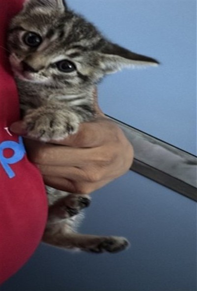 Shelter Stray Male Cat last seen S WILLOW AVE & W SAN BERNARDINO AVE, RIALTO, CA, 92376, USA, 333 Chandler Pl, San Bernardino, CA 92408, USA