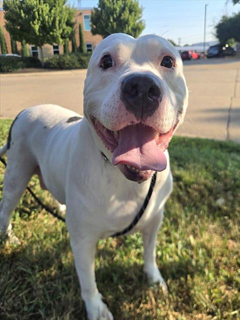 Shelter Stray Female Dog last seen Near BLOCK SHACKELFORD RD, 10521 Baur Blvd, Olivette, MO 63132, USA