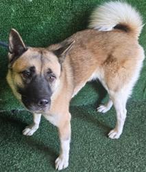 Shelter Stray Female Dog last seen , 5210 W Ave I, Lancaster, CA 93536, USA