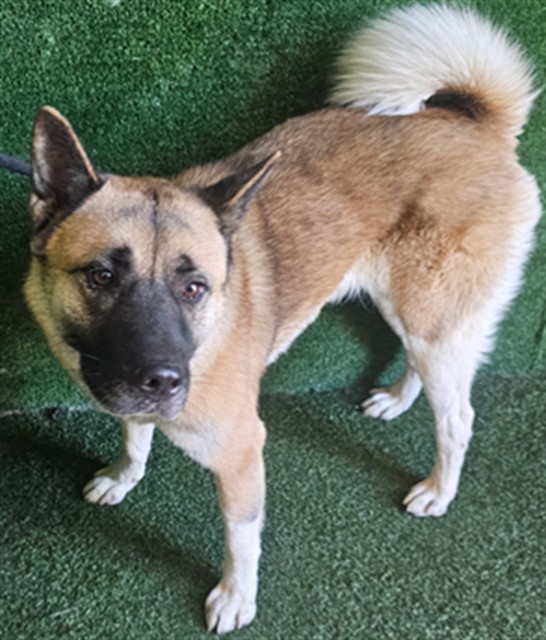 Shelter Stray Female Dog last seen , 5210 W Ave I, Lancaster, CA 93536, USA