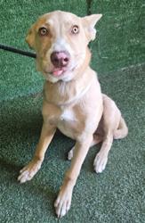Shelter Stray Male Dog last seen , 5210 W Ave I, Lancaster, CA 93536, USA