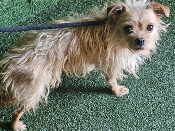 Shelter Stray Male Dog last seen , 5210 W Ave I, Lancaster, CA 93536, USA