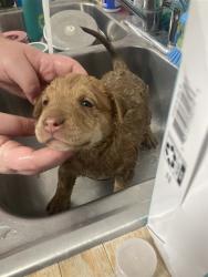 Shelter Stray Female Dog last seen Near BLOCK NUGGET AVE, LAKE ISABELLA CA 93240, 14891 CA-178, Lake Isabella, CA 93240, USA
