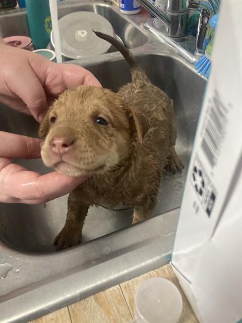 Shelter Stray Female Dog last seen Near BLOCK NUGGET AVE, LAKE ISABELLA CA 93240, 14891 CA-178, Lake Isabella, CA 93240, USA