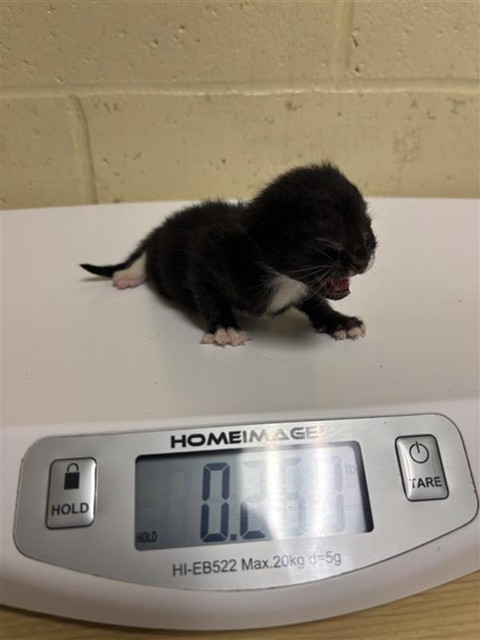 Shelter Stray Male Cat last seen FRANKLIN BLVD & C PKWY, 2127 Front St, Sacramento, CA 95818, USA