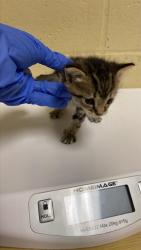 Shelter Stray Male Cat last seen , 2127 Front St, Sacramento, CA 95818, USA