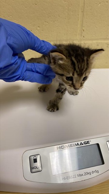 Shelter Stray Male Cat last seen , 2127 Front St, Sacramento, CA 95818, USA