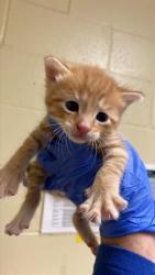 Shelter Stray Male Cat last seen DRY CREEK RD & ODONNELL AVE, 2127 Front St, Sacramento, CA 95818, USA