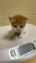 Shelter Stray Male Cat last seen DRY CREEK RD & ODONNELL AVE, 2127 Front St, Sacramento, CA 95818, USA