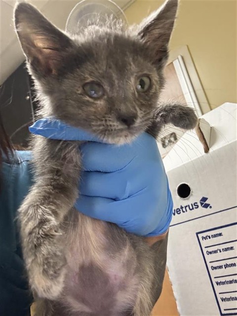 Shelter Stray Female Cat last seen SOUTH AVE & SHELDEN ST, 2127 Front St, Sacramento, CA 95818, USA