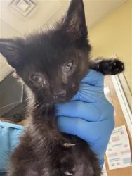 Shelter Stray Male Cat last seen SOUTH AVE & SHELDEN ST, 2127 Front St, Sacramento, CA 95818, USA