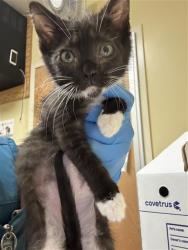 Shelter Stray Female Cat last seen SOUTH AVE & SHELDEN ST, 2127 Front St, Sacramento, CA 95818, USA
