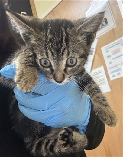 Shelter Stray Female Cat last seen S ST & 29TH ST, 2127 Front St, Sacramento, CA 95818, USA