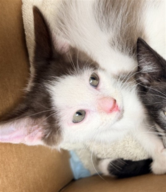 Shelter Stray Male Cat last seen , West Valley Animal Shelter, 20655 Plummer St, Chatsworth, CA 91311, USA