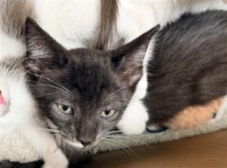 Shelter Stray Male Cat last seen , West Valley Animal Shelter, 20655 Plummer St, Chatsworth, CA 91311, USA