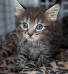 Shelter Stray Male Cat last seen Near BLOCK WOOD DOVE WY, 2020 Forest St, Jacksonville, FL 32204, USA