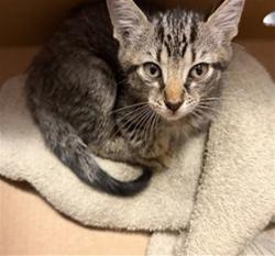 Shelter Stray Male Cat last seen Near BLOCK N MAIN ST, 2020 Forest St, Jacksonville, FL 32204, USA