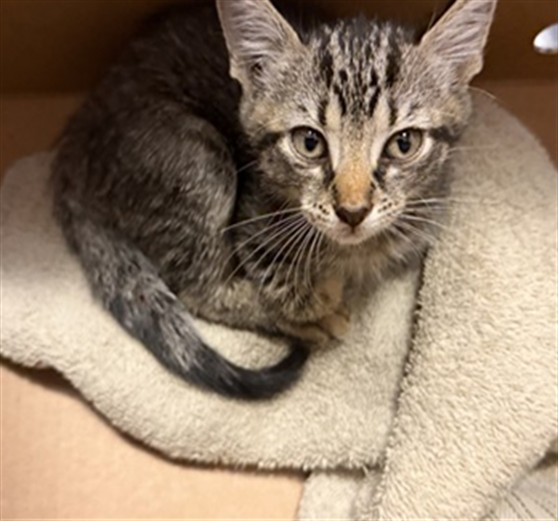 Shelter Stray Male Cat last seen Near BLOCK N MAIN ST, 2020 Forest St, Jacksonville, FL 32204, USA