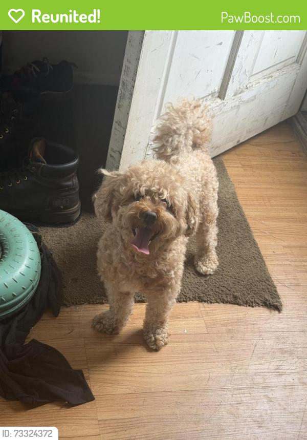 Reunited Male Dog last seen Telegraph Willow creek apmts, Redford Township, MI 48239