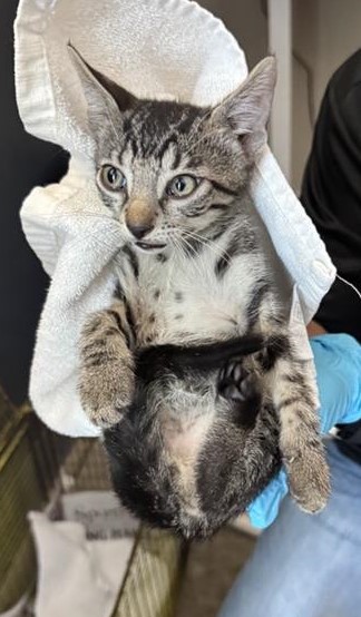 Shelter Stray Male Cat last seen Near BLOCK CULEBRA, 4710 TX-151, San Antonio, TX 78227, USA