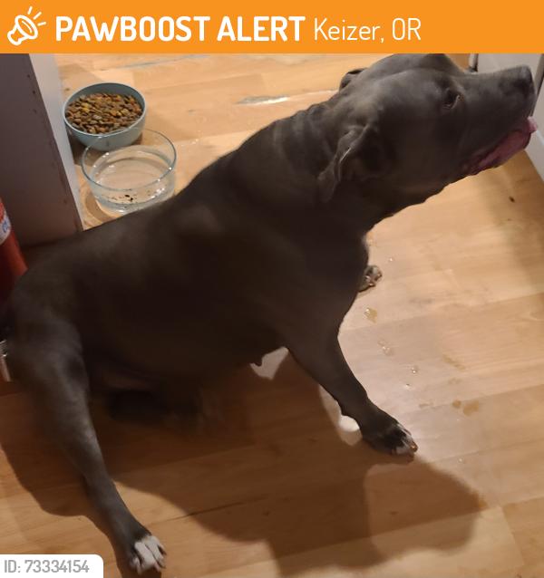 Found/Stray Female Dog last seen Hawks Point apmts, Keizer, OR 97303