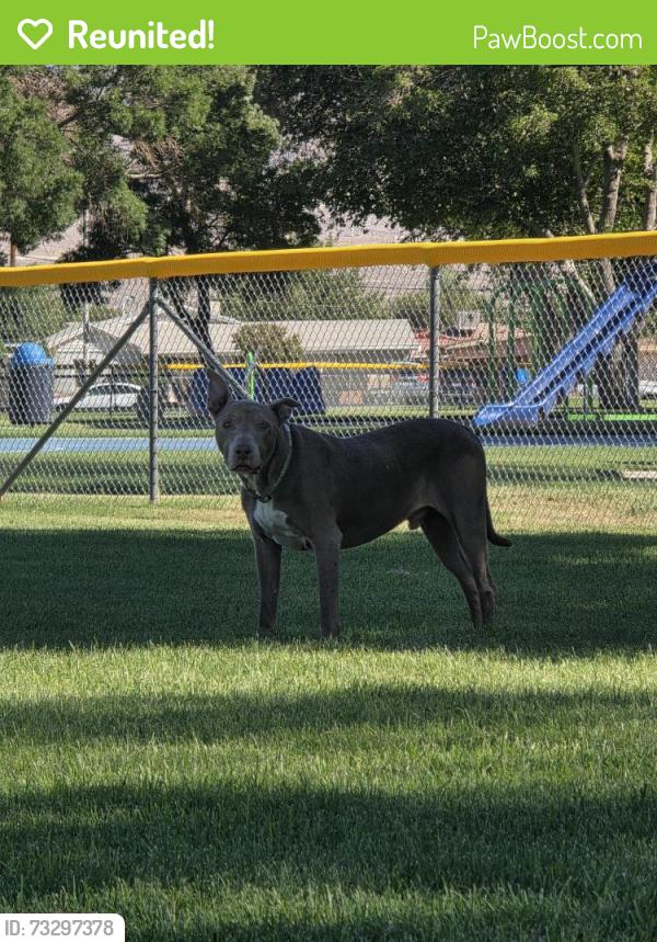 Reunited Male Dog last seen Tracy St and Hesperia Rd., Victorville, CA 92395
