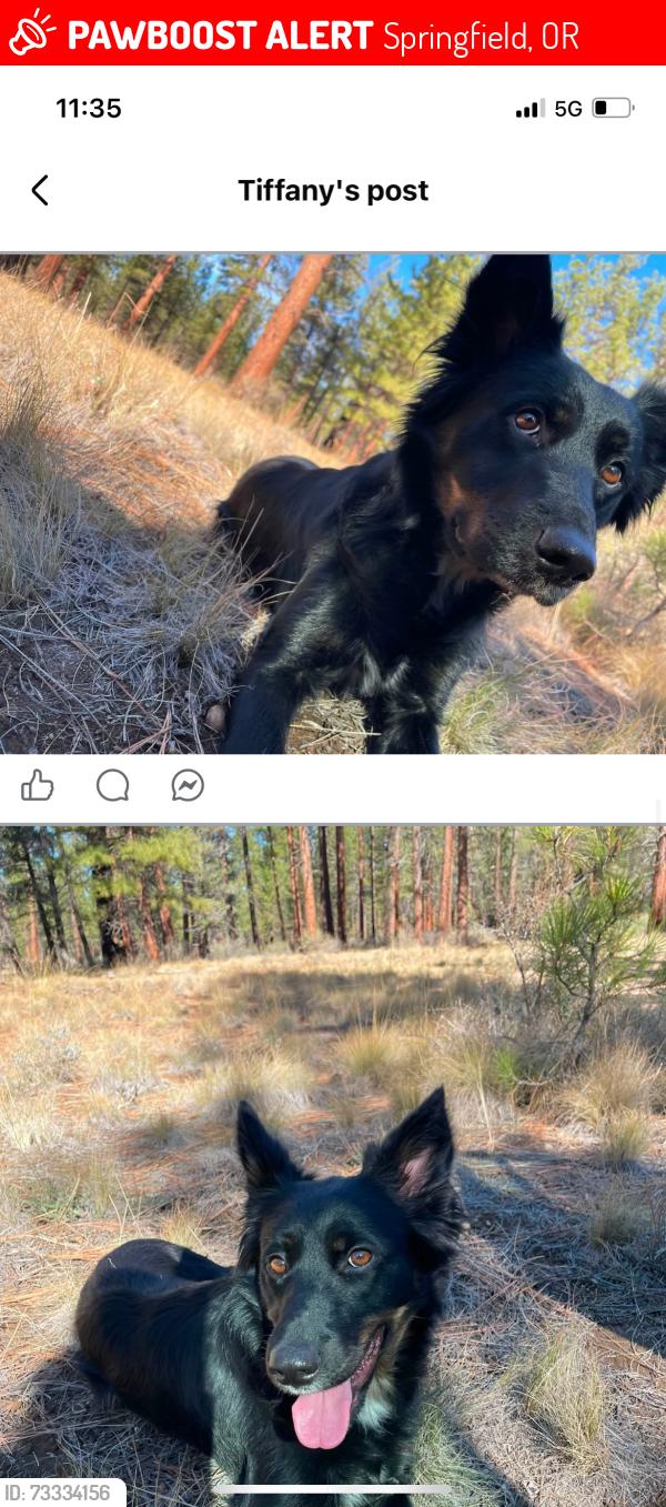 Lost Female Dog last seen Safeway on pioneer parkway and Q street, Springfield, OR 97477