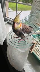 Lost Male Bird last seen Enfield Avenue in Etobicoke, Toronto, ON 