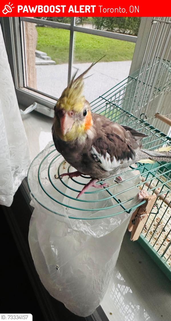 Lost Male Bird last seen Enfield Avenue in Etobicoke, Toronto, ON 